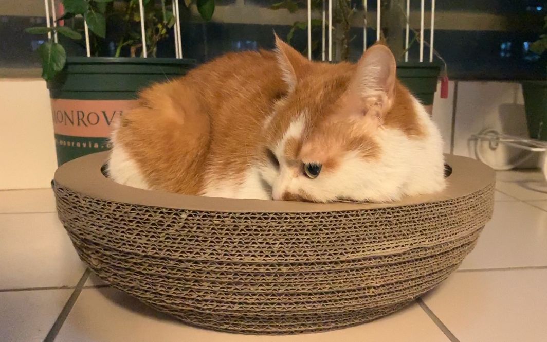 小猫咪频繁自闭,铲屎官究竟说了什么?