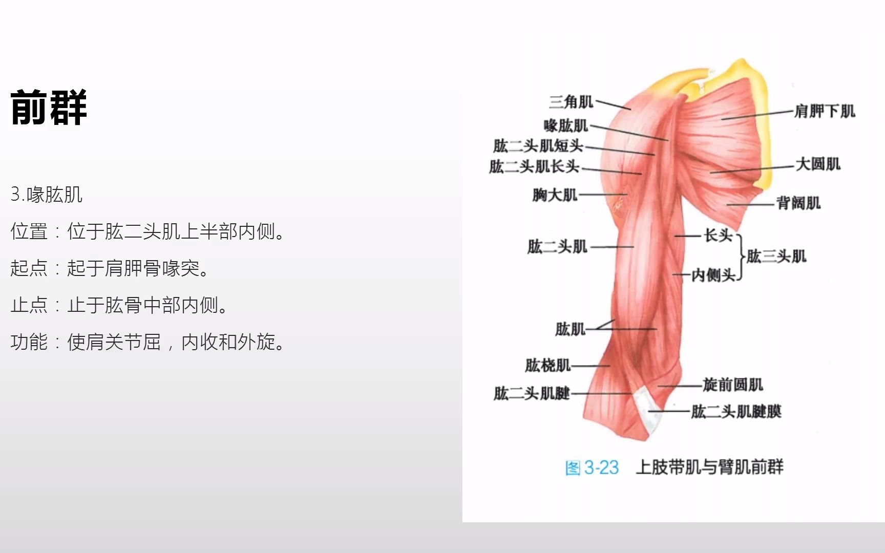 系统解剖学上肢肌之臂肌哔哩哔哩bilibili