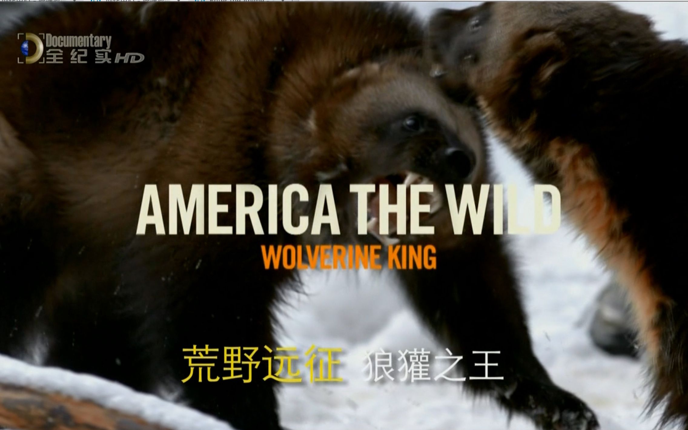 【国家地理频道】荒野远征:狼獾之王 Wild America The Wild Wolverine King哔哩哔哩bilibili