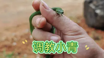 调教酷似竹叶青的蓝瞳绿锦蛇