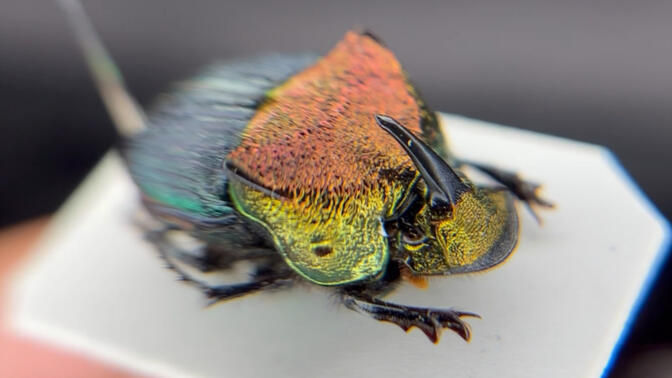 微距下的推屎爬,细节拉满,泰裤辣