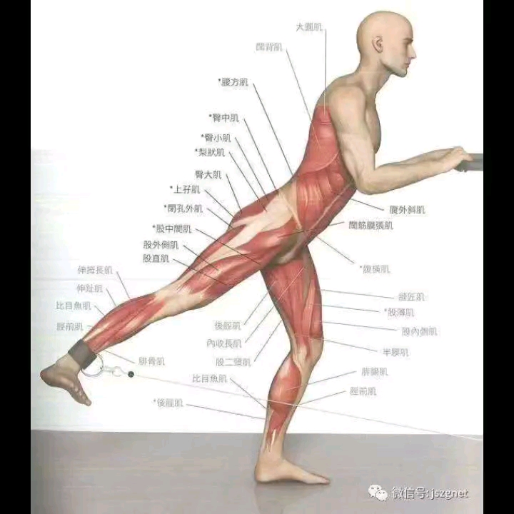 大腿肌肉不好练?图解大腿 6_哔哩哔哩 (゜-゜)つロ 干杯~-bilibili