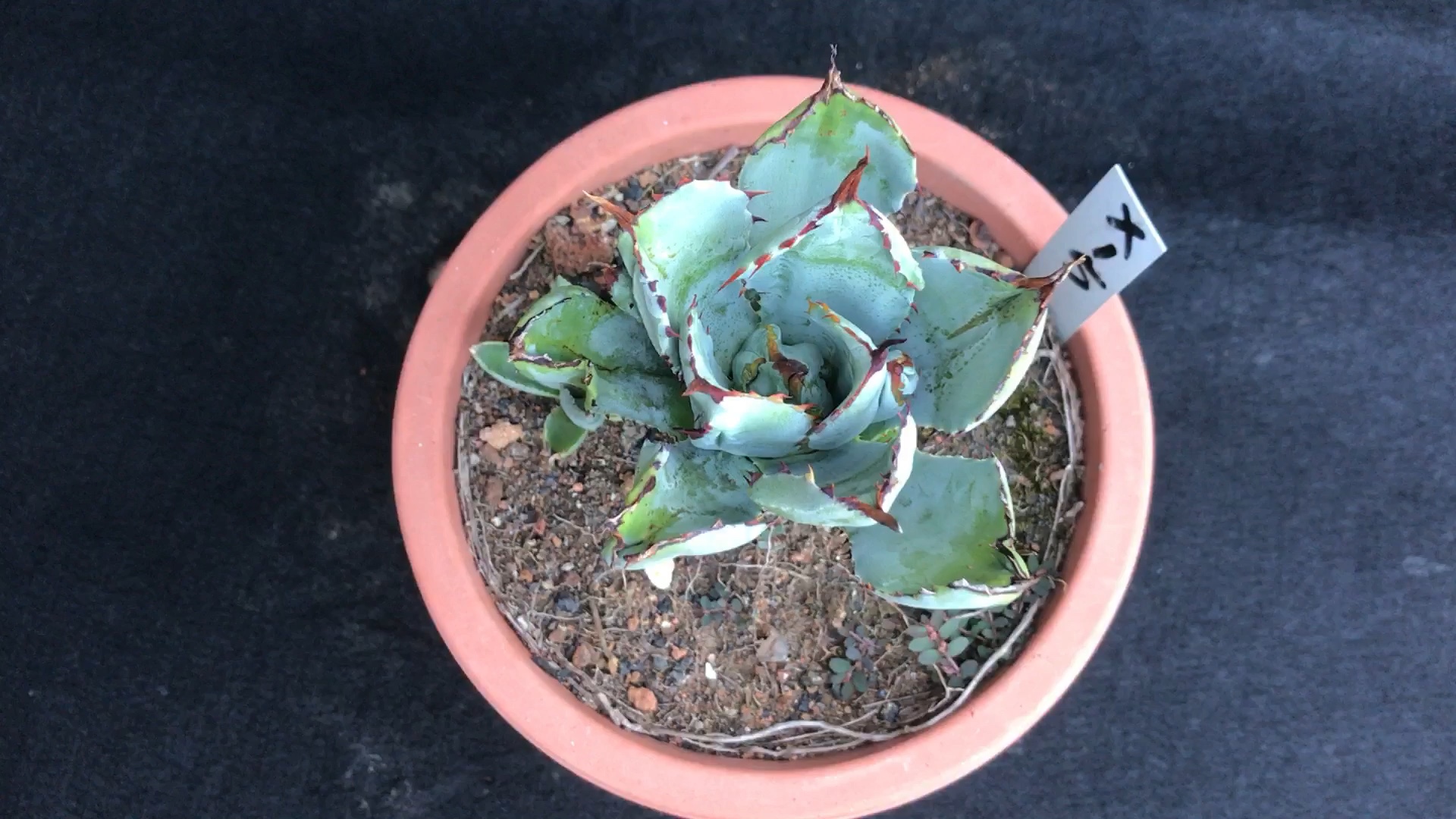 龙舌兰植物#贝壳龙(老桩)