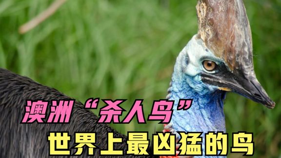 澳洲"杀人鸟"鹤鸵,一脚可以踢穿铁板,利爪可将人开膛破肚_哔哩哔哩