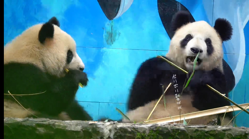 【大熊猫淑琴】带着星怡星秋的四胖