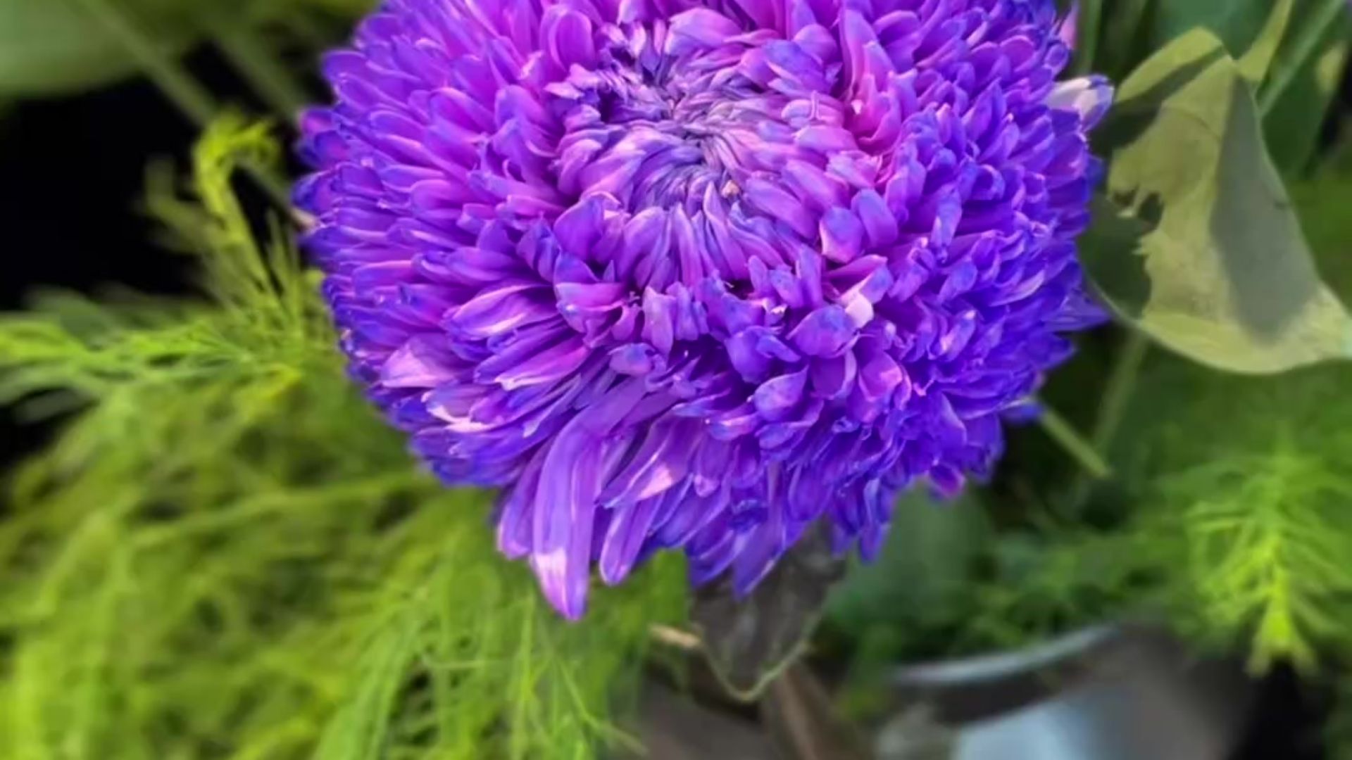 紫色牡丹菊,紫桔梗和芦苇草的中式插花教程