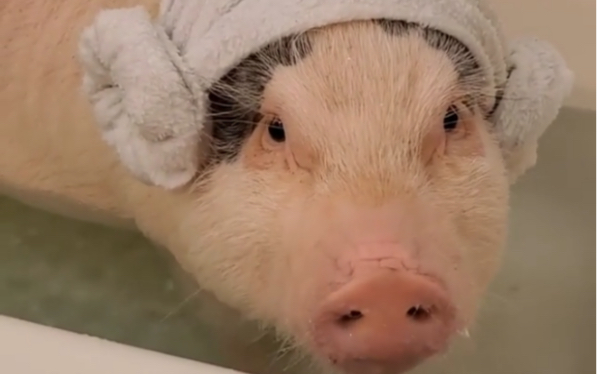 洗澡的猪 表情包图片