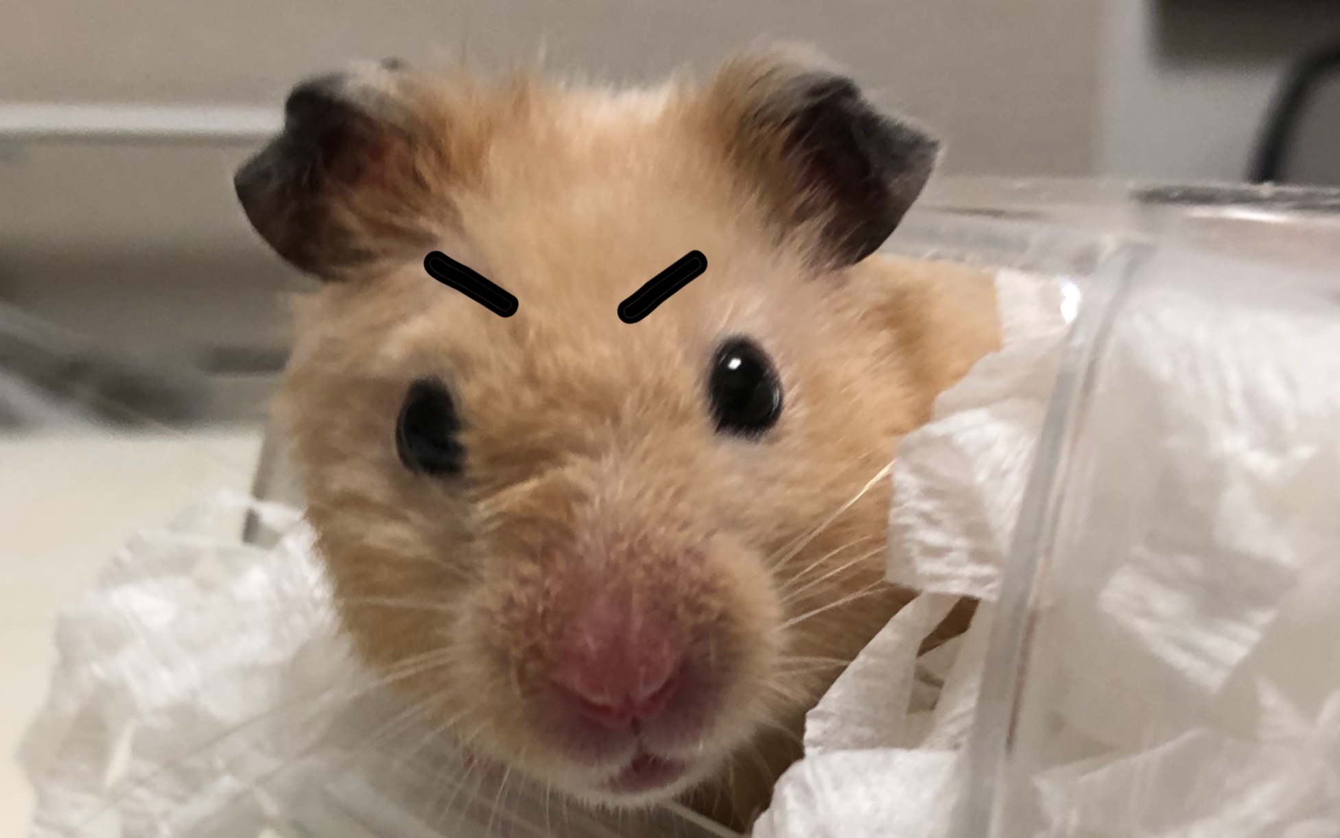 【肉松】刚吃碗螺蛳粉后对小呆呆吹气.