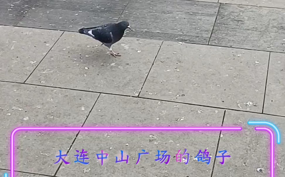 大连中山广场的鸽子