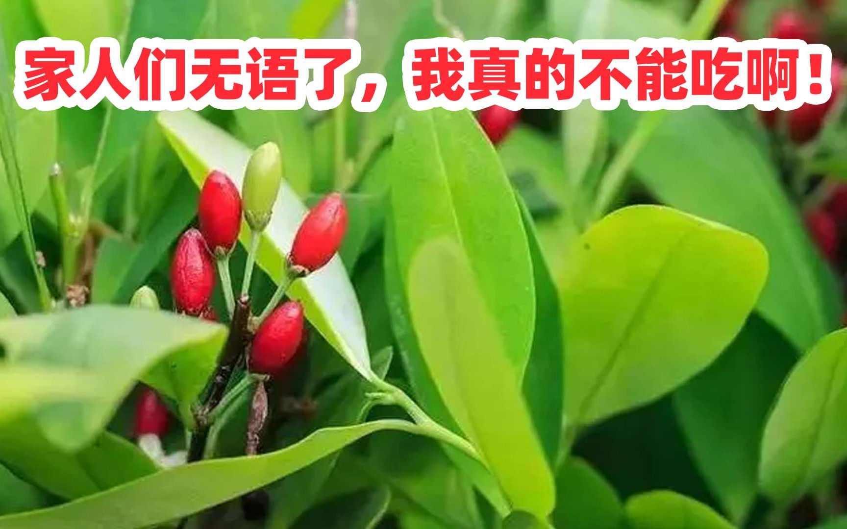 家人们无语了,我真的不能吃啊!