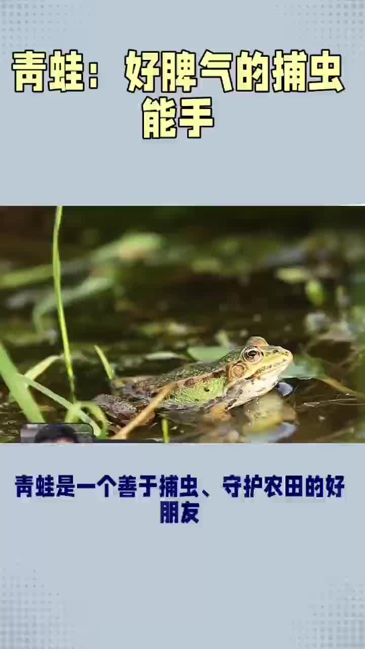 青蛙:好脾气的捕虫高手哔哩哔哩bilibili