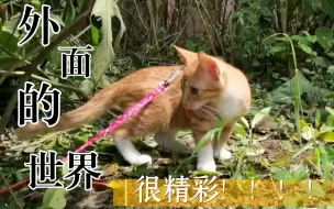 Download Video: 家养猫的第一次外出记录！