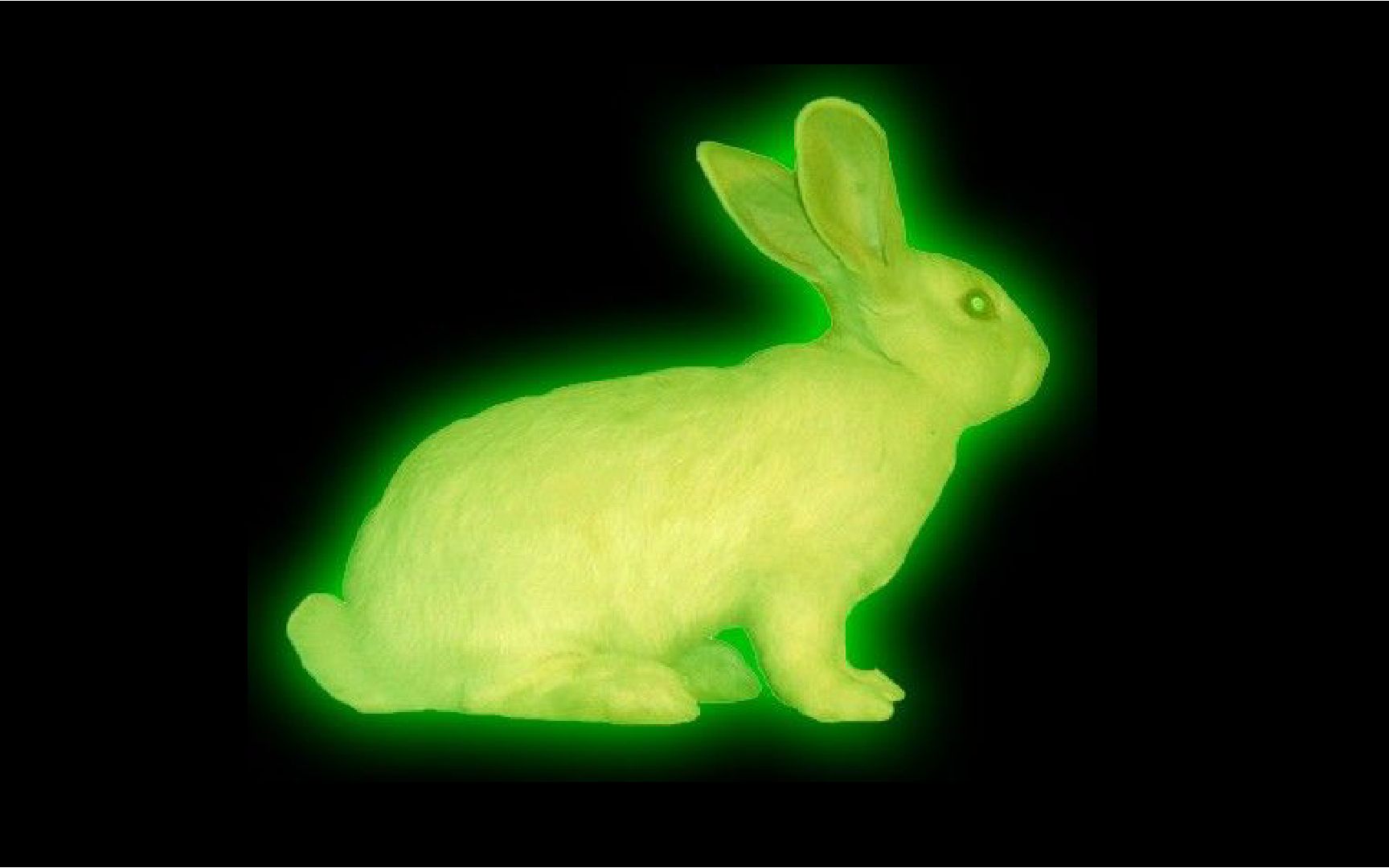 新媒体艺术真的存在会发光的兔子吗生物艺术bioart