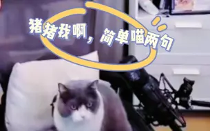 Download Video: 【文韬230523直播】代父直播汤猪猪，表演才艺挠挠头