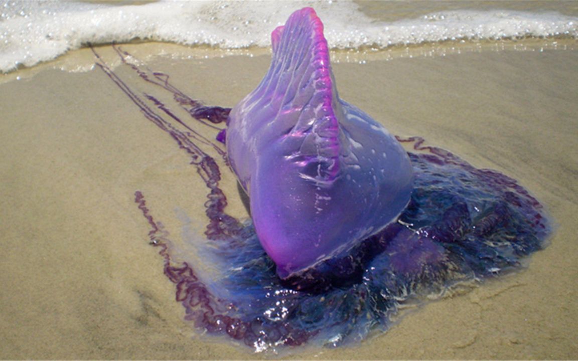 女子海滩发现巨型水母,触手长5米,毒性比毒蛇厉害