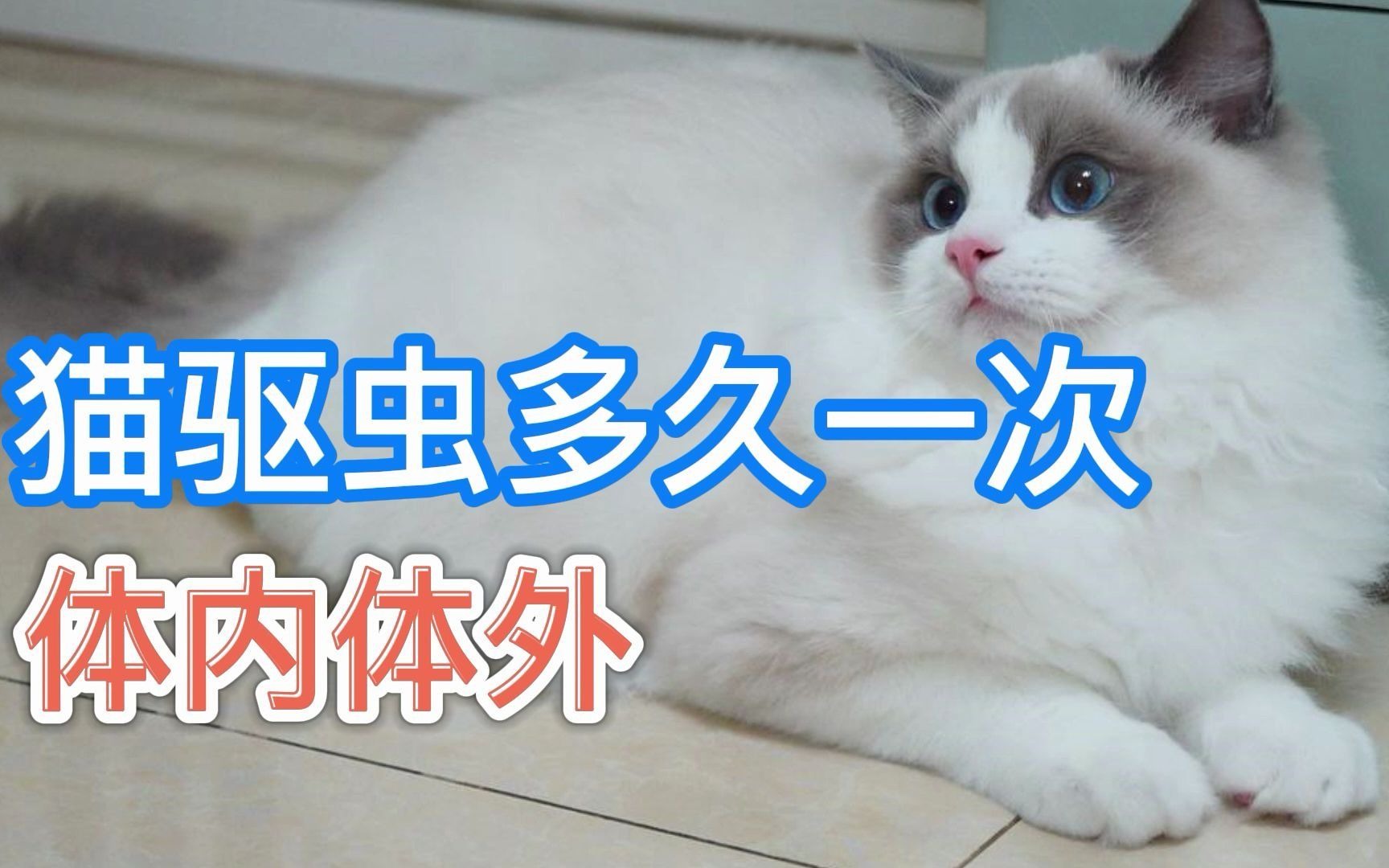 猫驱虫多久一次 体内体外哔哩哔哩bilibili