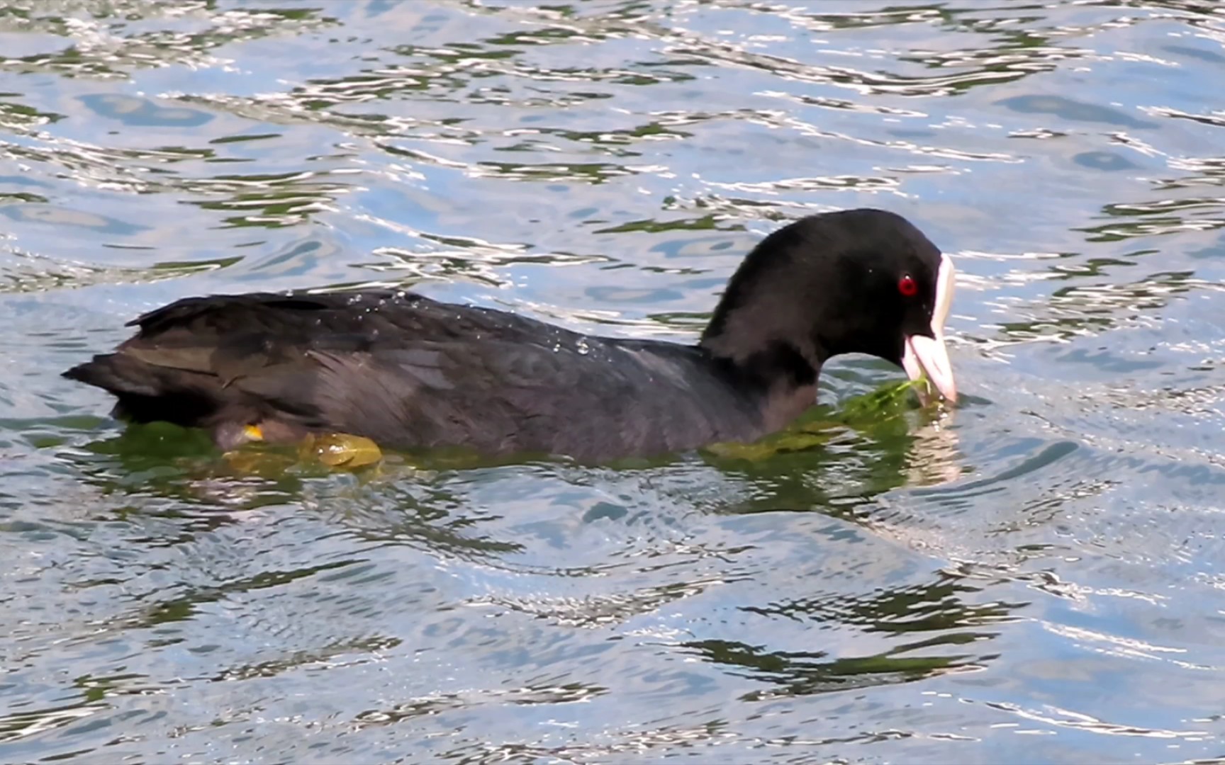 白骨顶鸡阴暗地拽水草,但拽不动