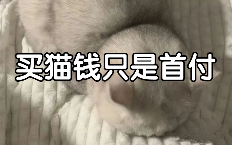 自从买了猫,我才知道当初买猫的钱只是首付!哔哩哔哩bilibili