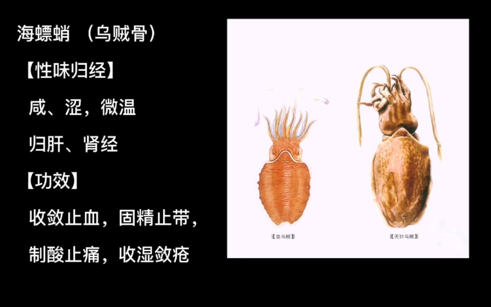 海螵蛸(乌贼骨)哔哩哔哩bilibili