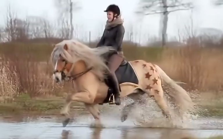 美绝了的哈夫林戈马 飘逸长发 So Cold Beautiful Haflinger 480p哔哩哔哩bilibili