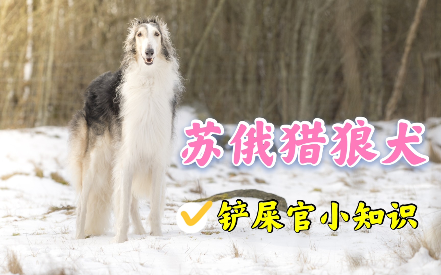 3只柯基都没他高,犬界第一超模苏俄猎狼犬了解一下哔哩哔哩bilibili