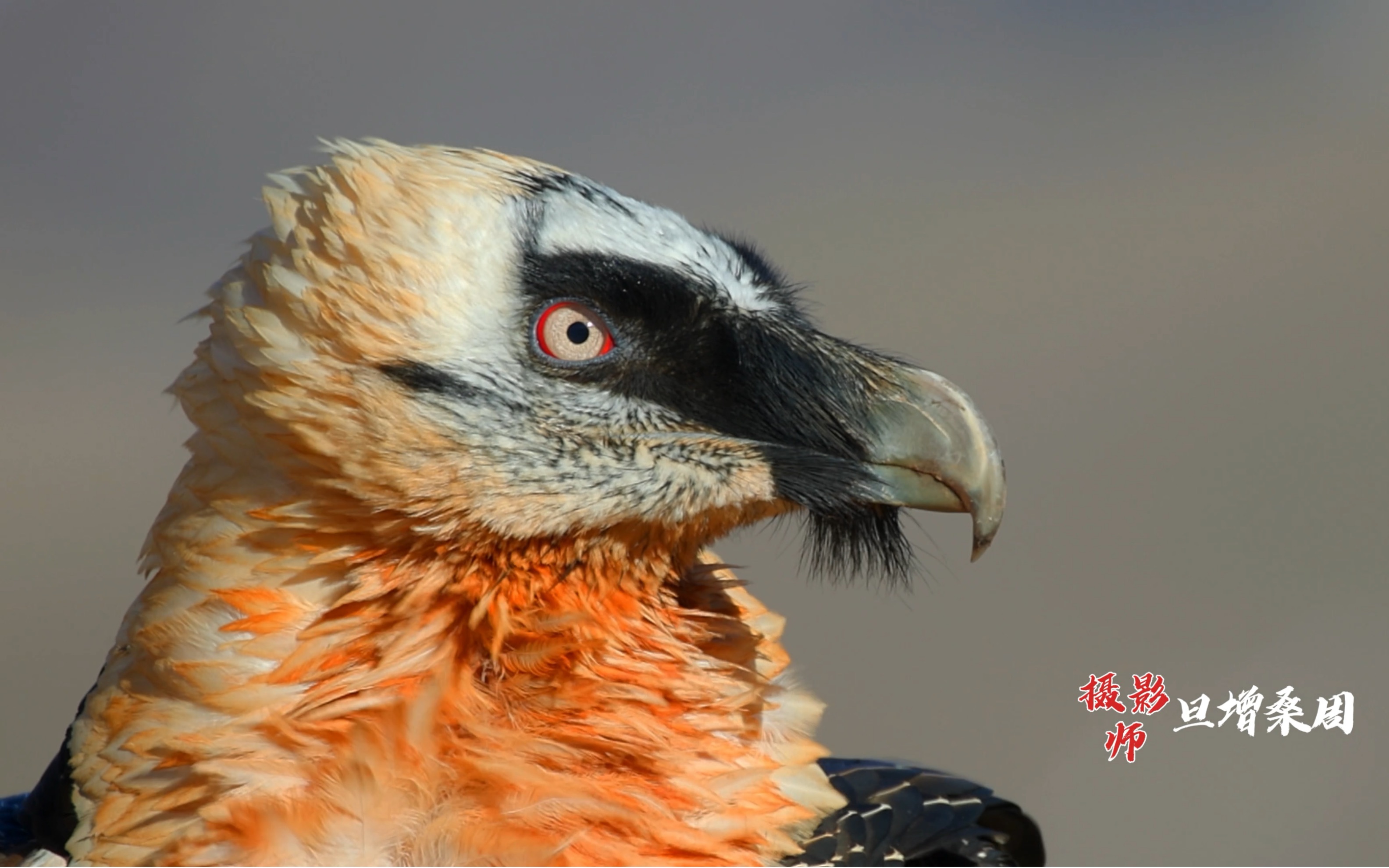 不吃肉只吃骨头的胡兀鹫,胃酸赛过蓄电池液,这样的猛禽你喜欢吗?