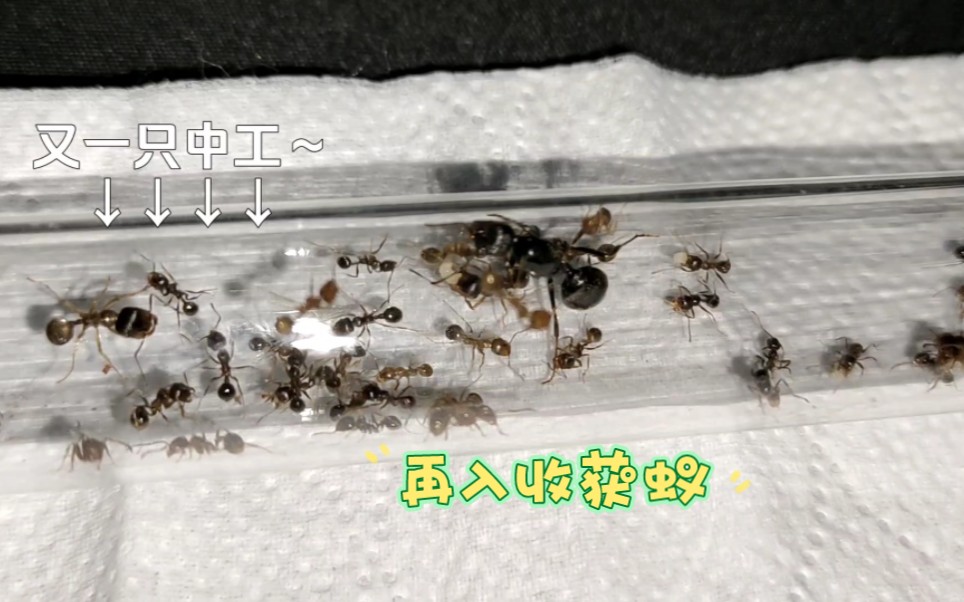 一窝工匠收获蚁～终于有中工了!期待大工也早日出世!