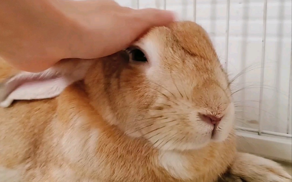 rua一下吃饱了在休息的大肥兔