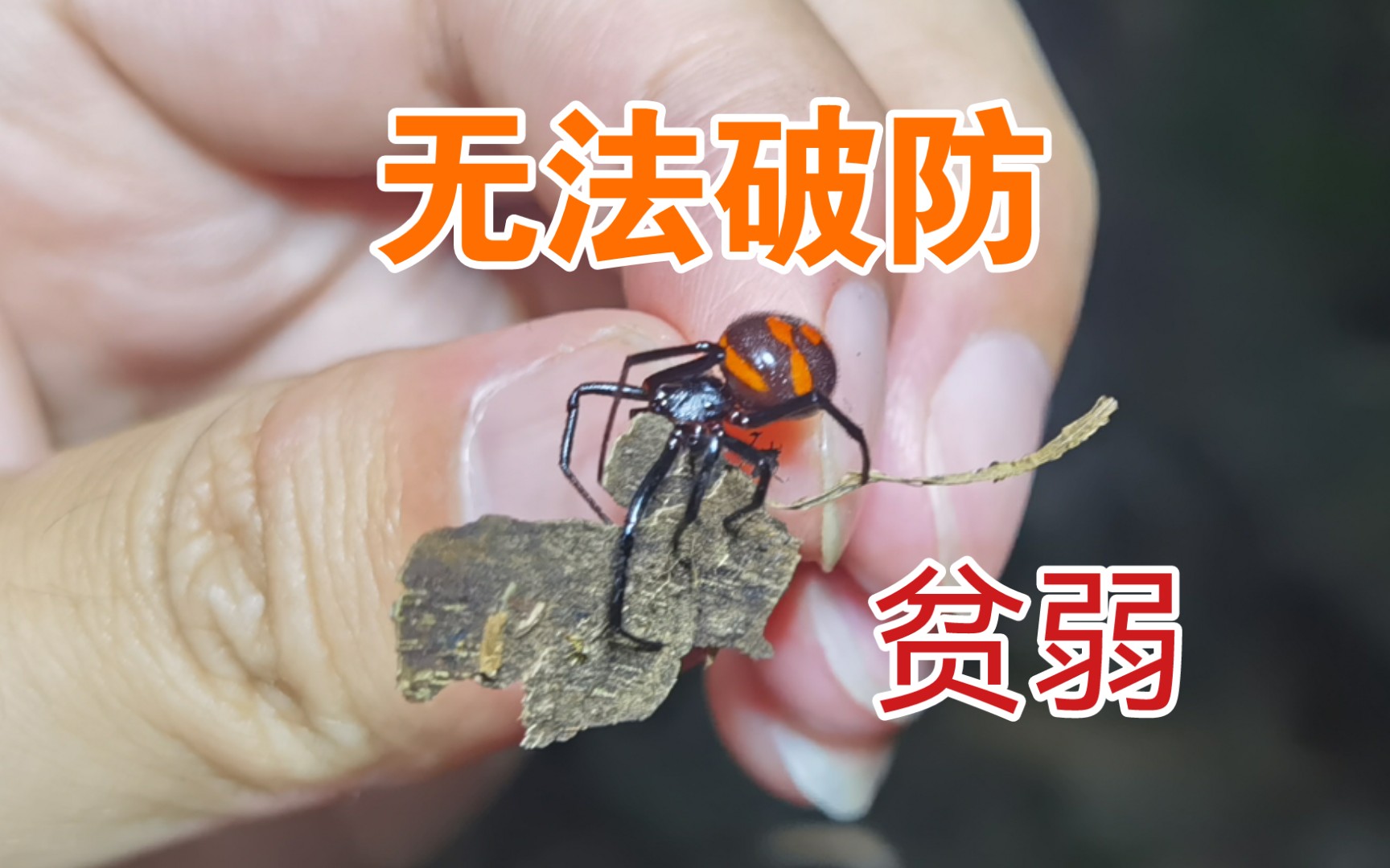 活动作品传说中剧毒的赵力快乐蛛怪肥腹上手