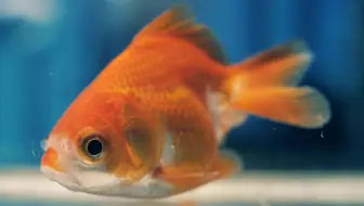 大自然的真相 你是世界上最大的鸟 鸵鸟 柚子木字幕组 哔哩哔哩 Bilibili