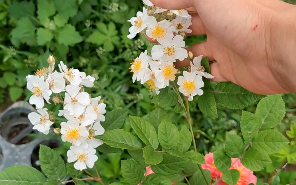 [图]苗圃日常，各种混苗，月季花看多了，小白花蔷薇看起来还眉清目秀