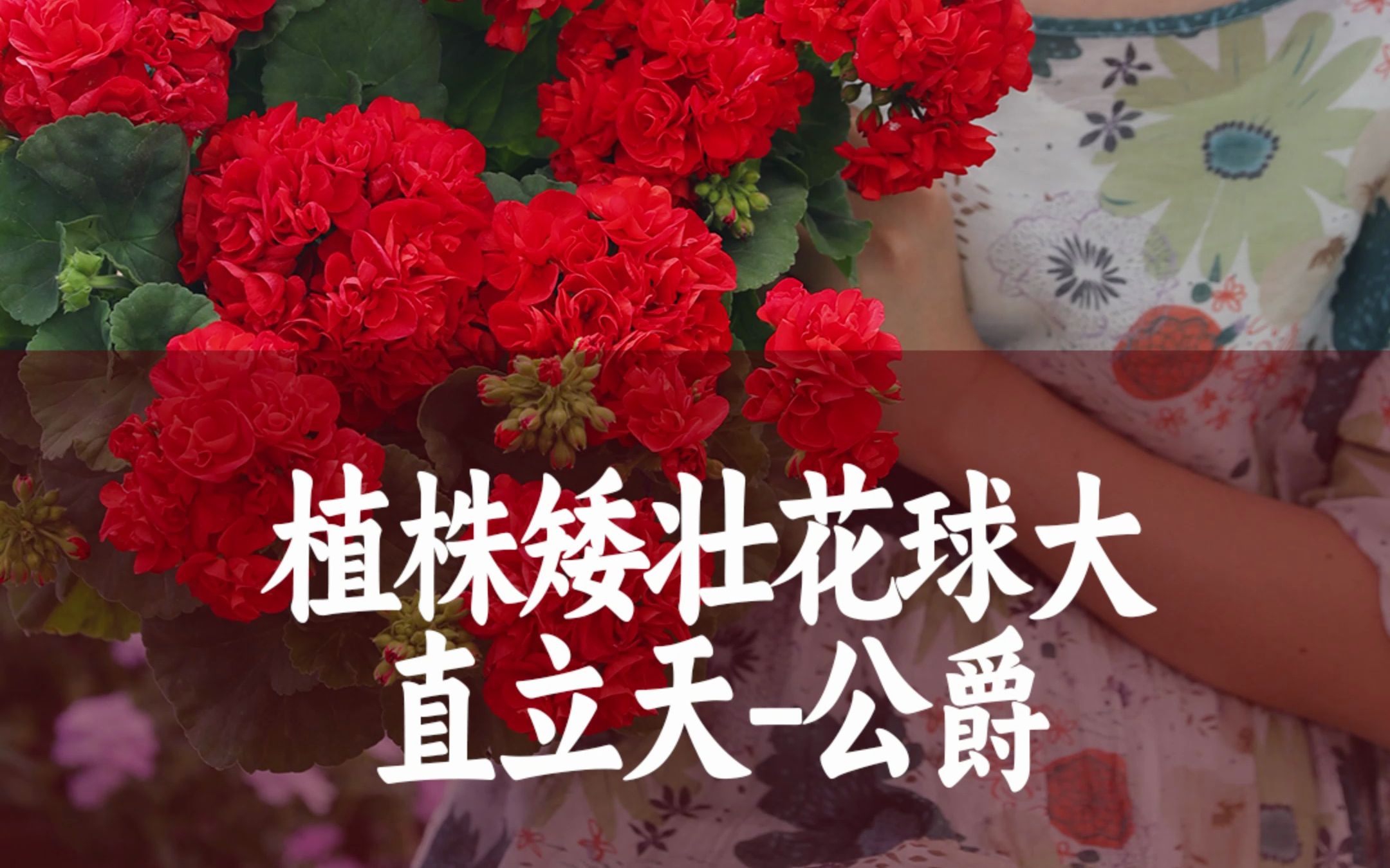 【惠惠的花园】"公爵"一款大花球的天竺葵 花球可以达到20cm左右,花量