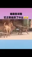 Tải video: 猴儿_你可能不知道啊，那个畜生，比我还畜生