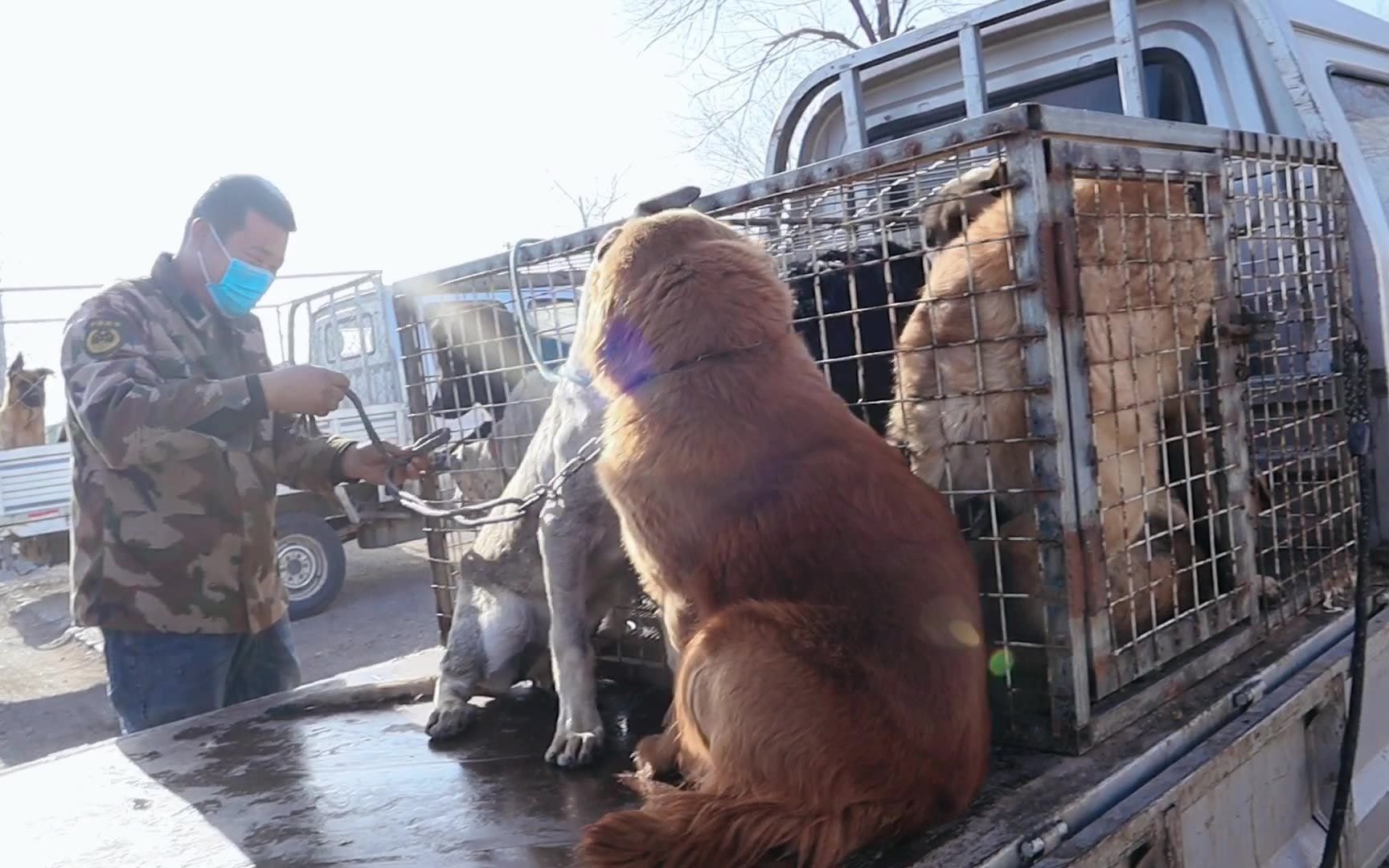 [图]狗贩子教训恶犬，铁棒子直接开怼，直言打坏了吃肉真狠！