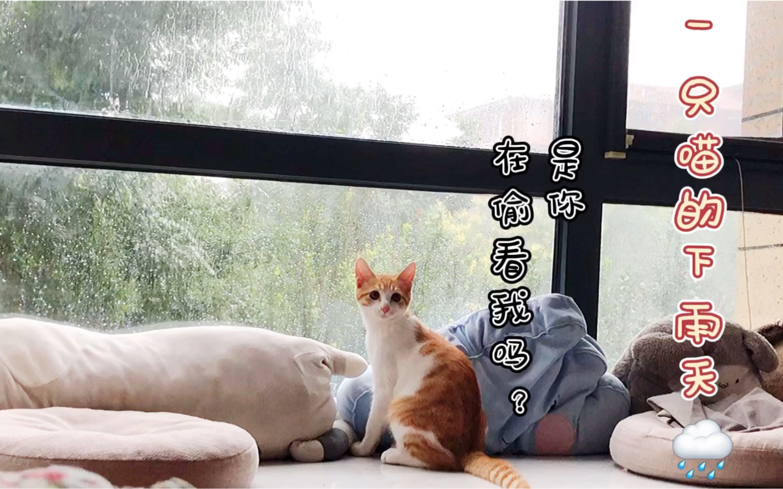 【一只猫的下雨天】是你在偷看我吗?