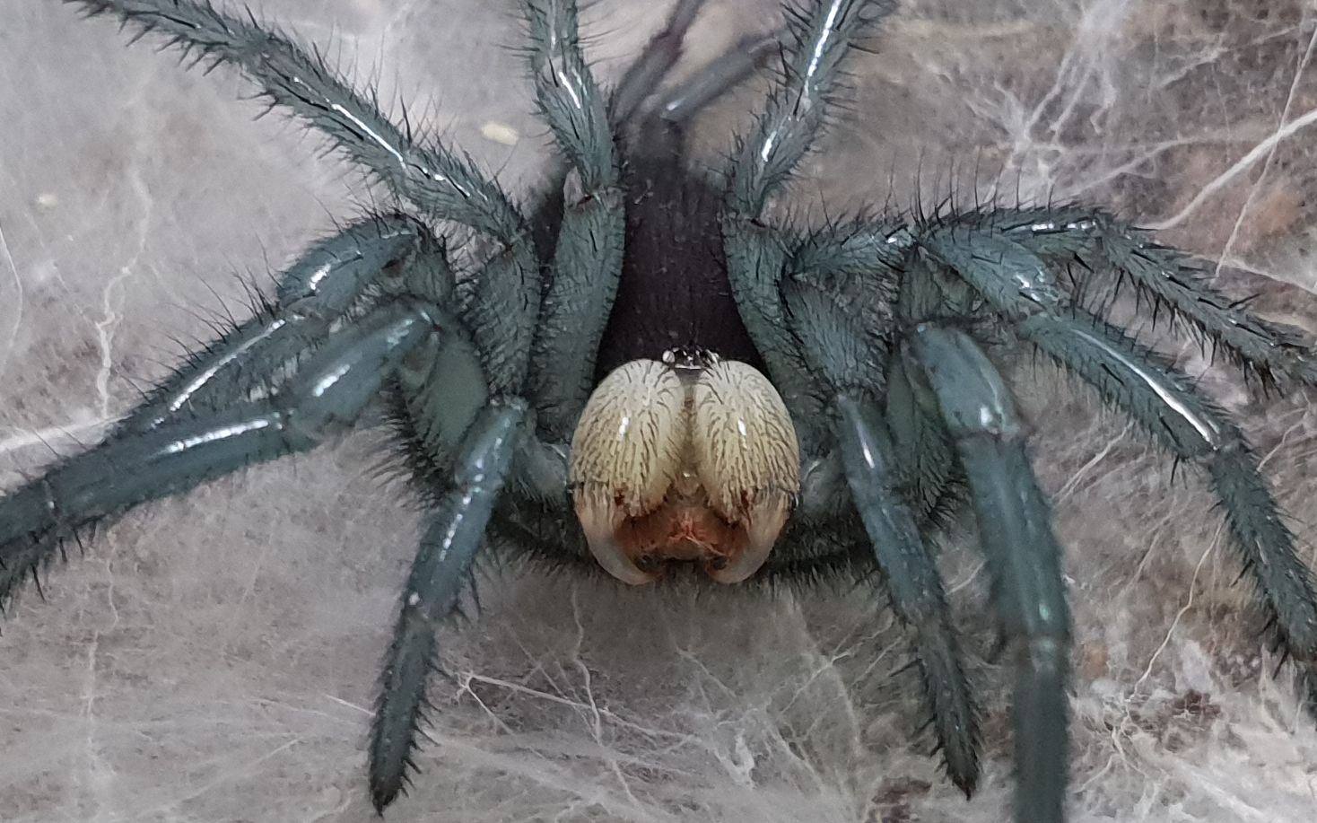 【蜘蛛纪录】刚蜕皮的大疣蛛~~由银变绿