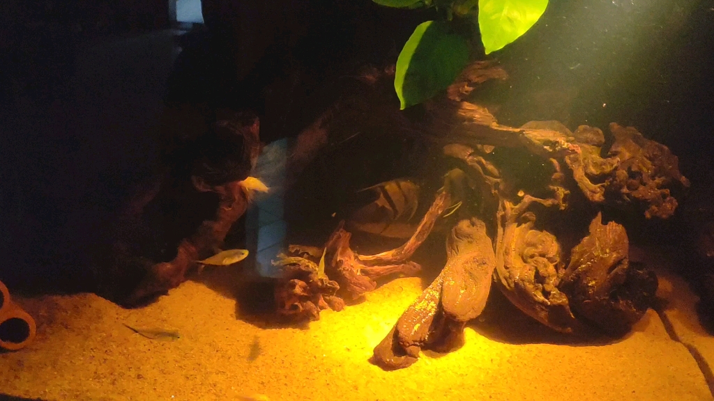 南美缸小景剃刀龟偶尔放里面呆几个时辰热热身