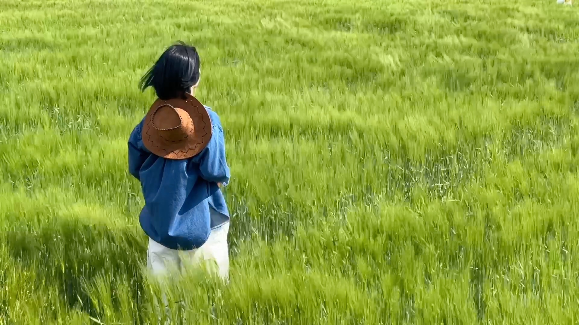 大理 风吹麦浪