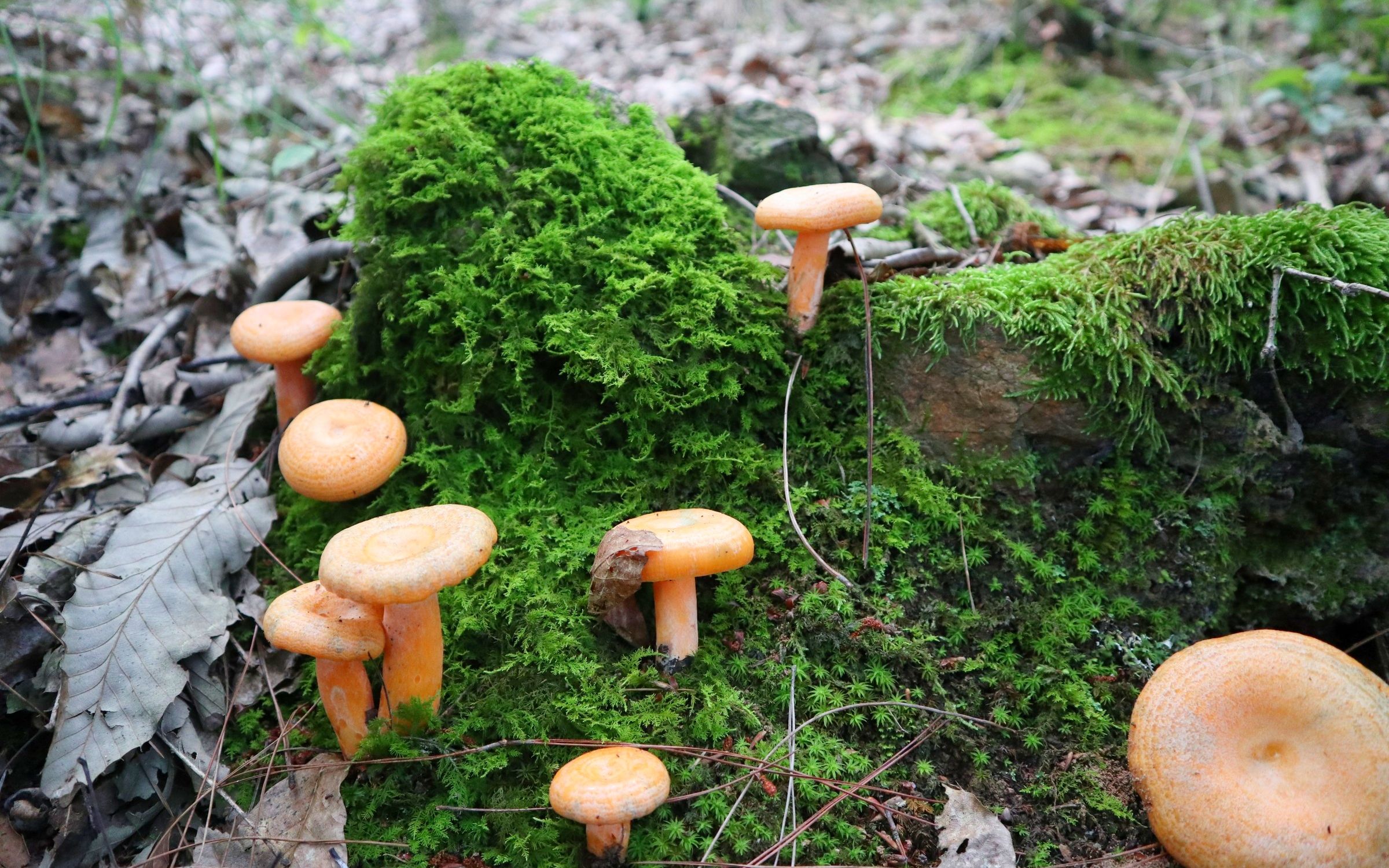 雨后的松树林长了很多蘑菇,还是阿松最爱吃的松树菌,爽歪歪了