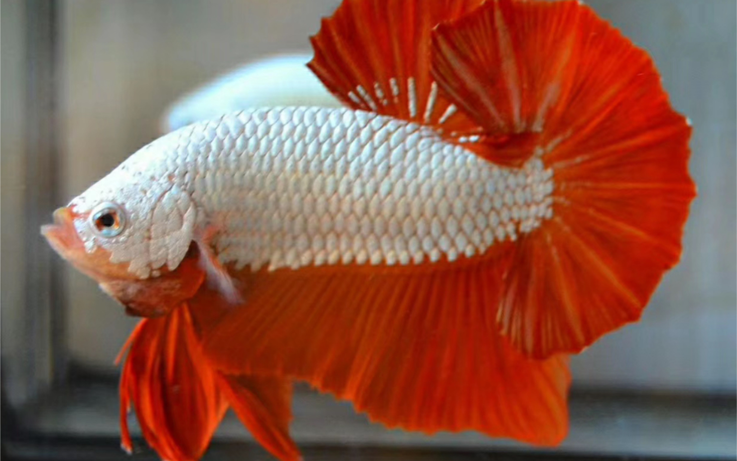 泰国斗鱼红龙黑龙将军欣赏