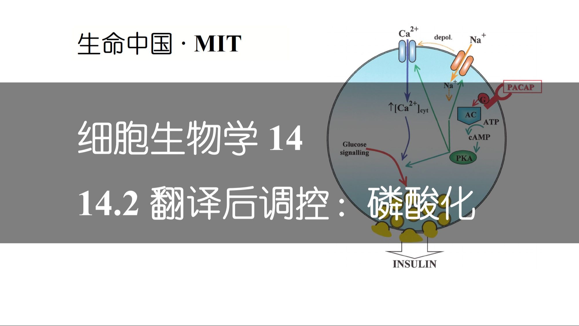 【细胞生物学】14.2 翻译后调控:磷酸化哔哩哔哩bilibili