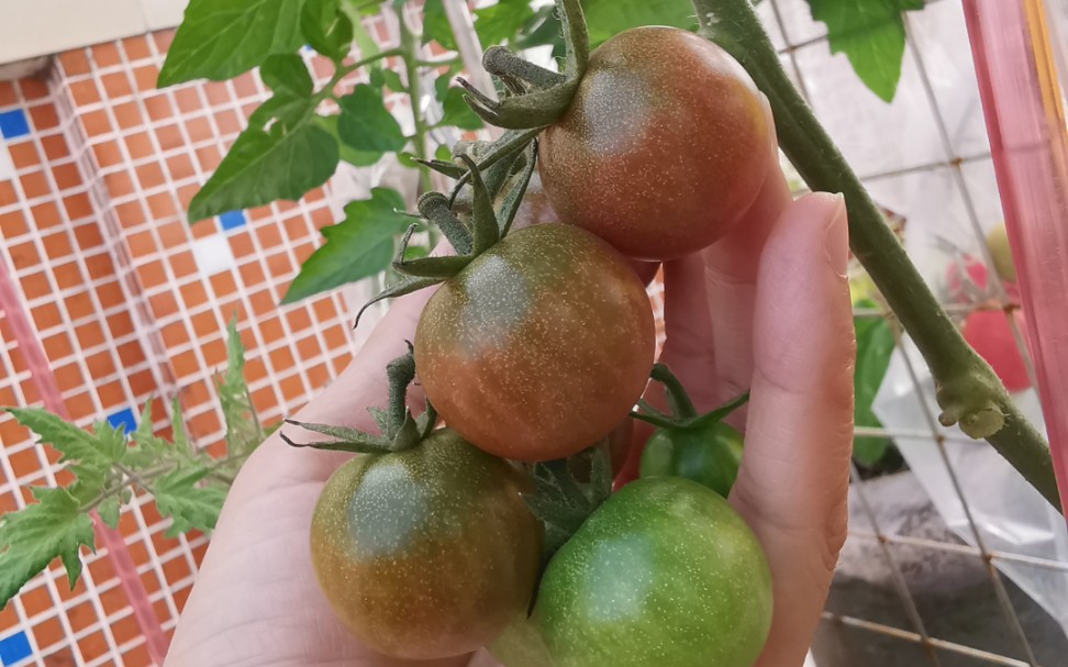 楼顶番茄清场,品种回顾—巧克力樱桃番茄_哔哩哔哩_bilibili