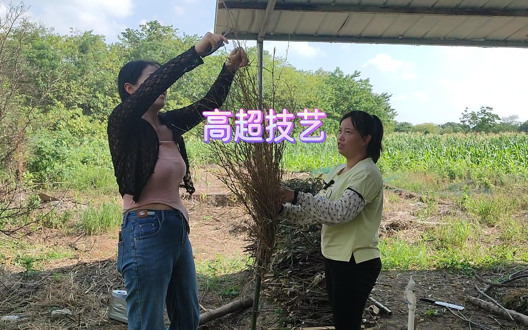 用竹条自制大型扫把,整体修剪后,扫泥巴地上的灰很好使哔哩哔哩bilibili