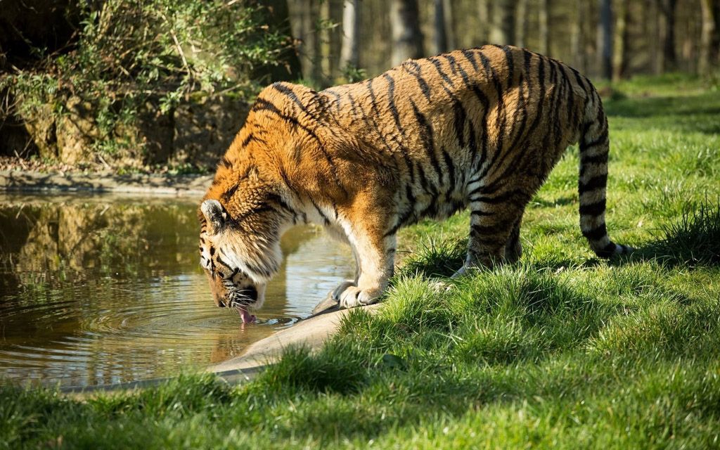 老虎喝水肌肉图片