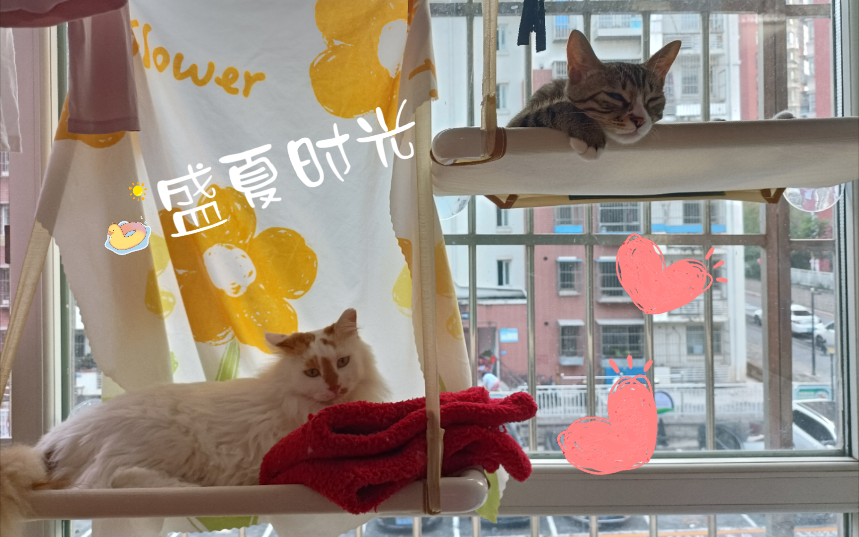 猫猫们慵懒的夏日午后