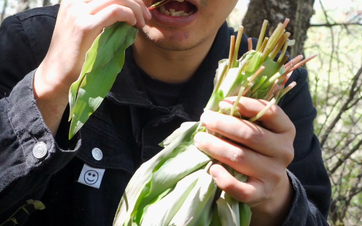 海拔3000米山上的鹿耳韭,最好吃的山野菜,那种味道是相当阔以哔哩哔哩bilibili