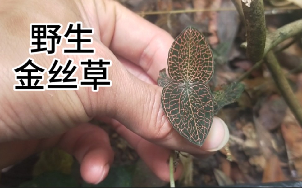 金耳环草药全图图片