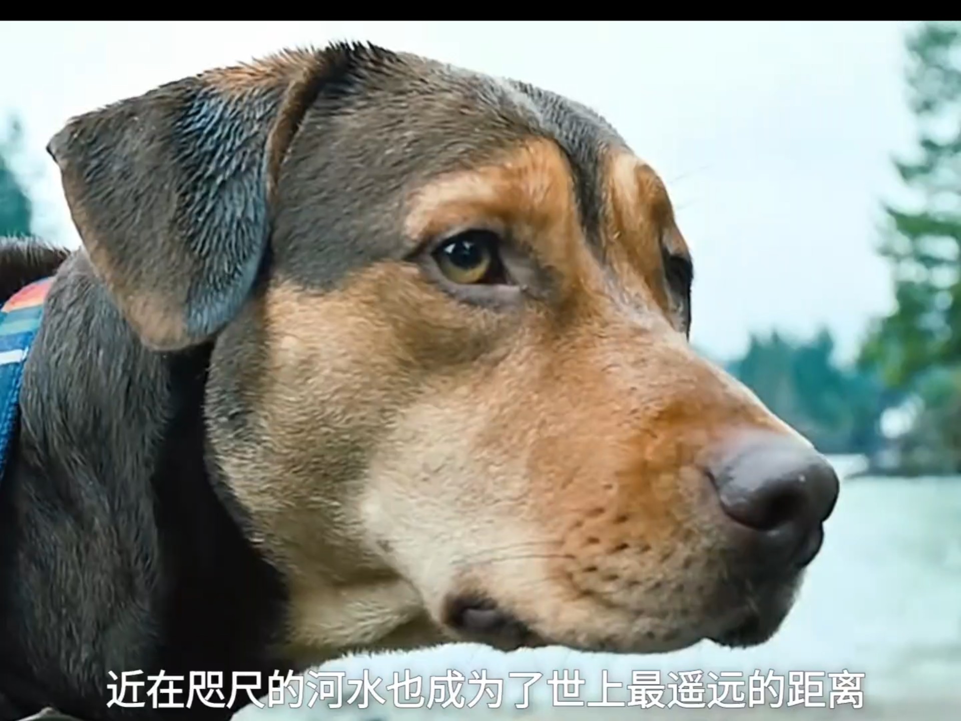 一条狗的使命影评