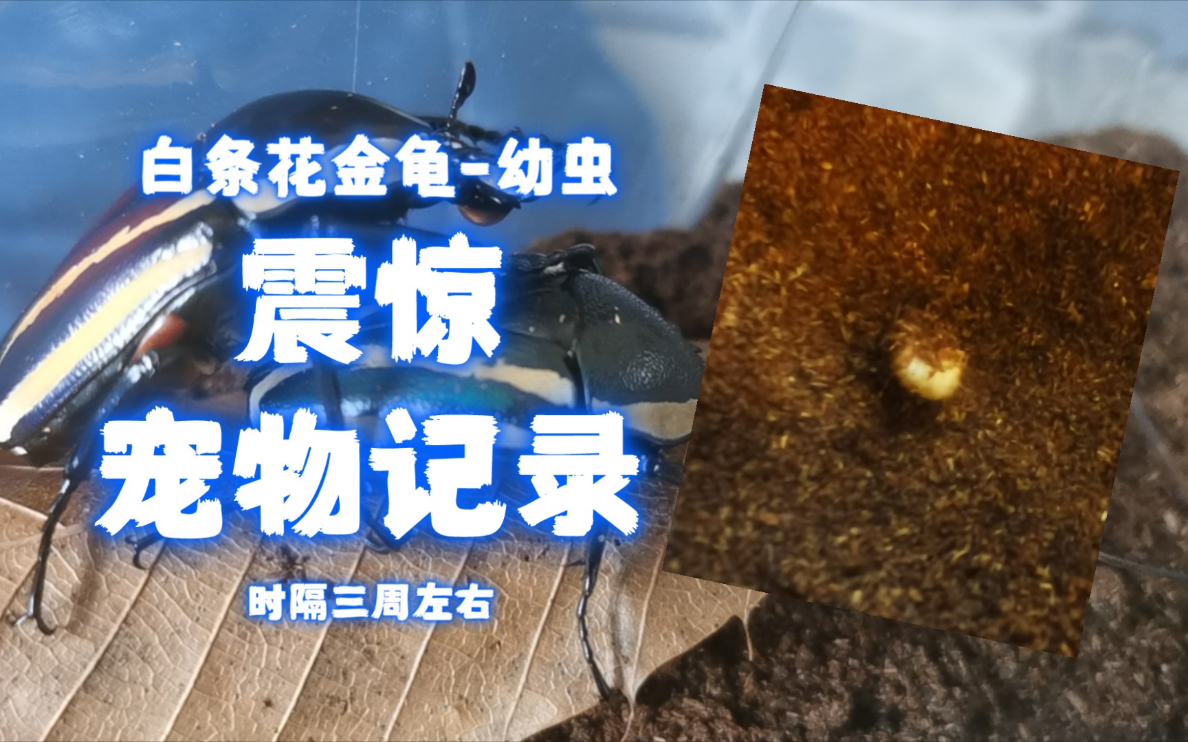 记录-白条花金龟 时隔一周 逐渐变成幼虫宝宝啦!