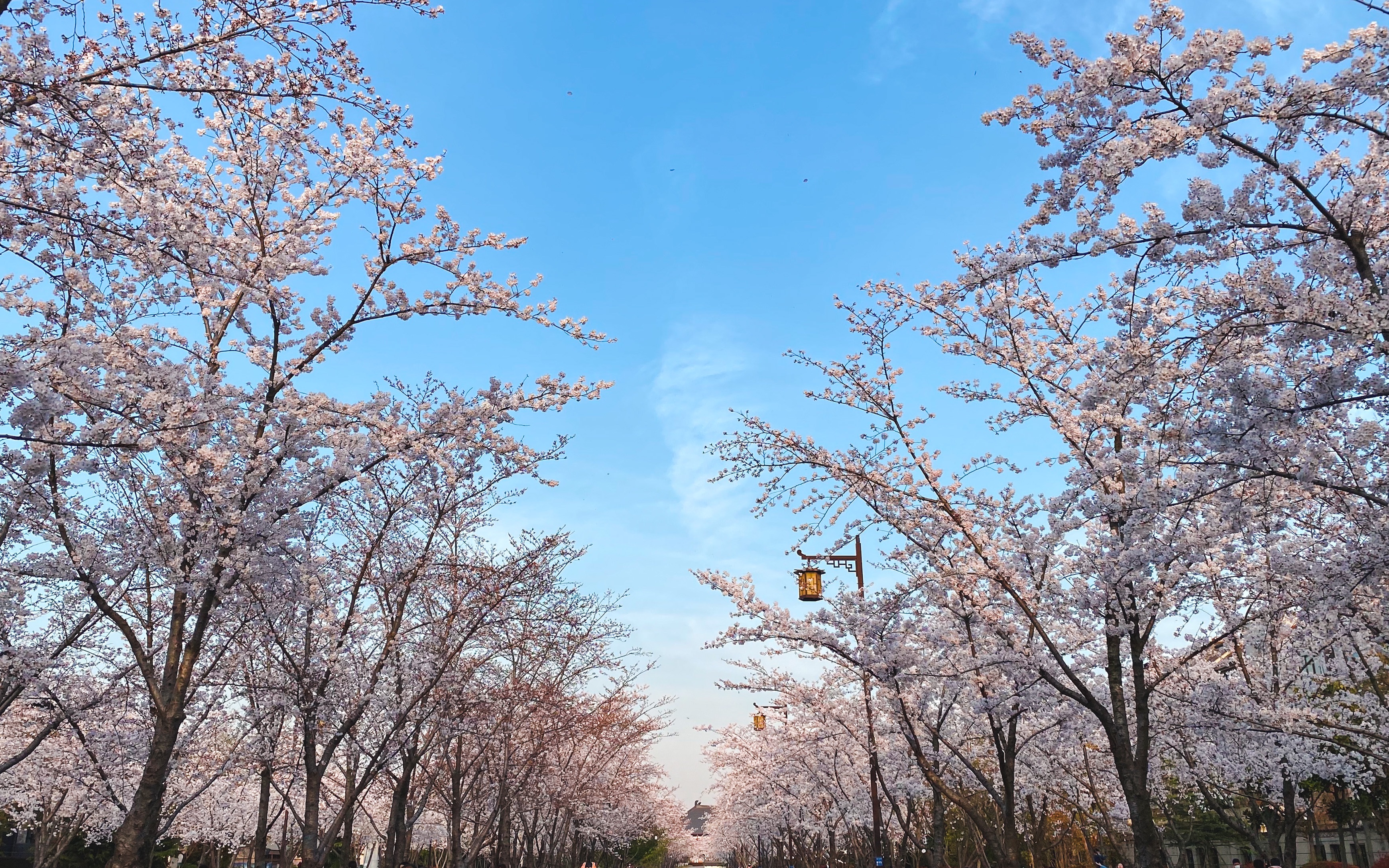 樱花大道图片高清图片